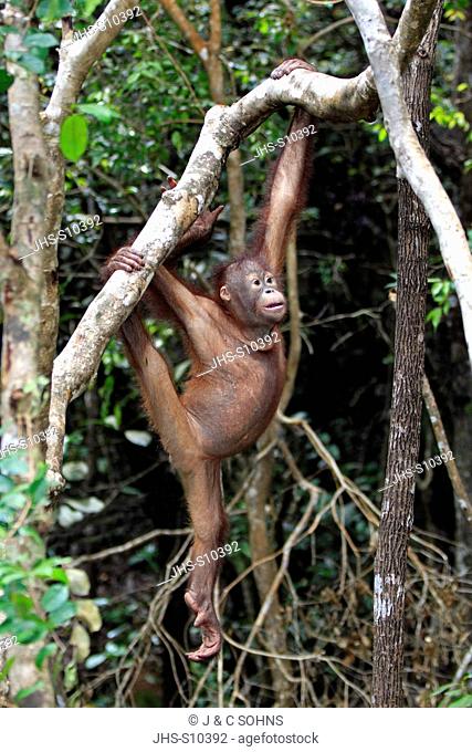 Orang Utan, Pongo pygmaeus, Sabah, Borneo, Malysia, Asia, subadult climbing in tree