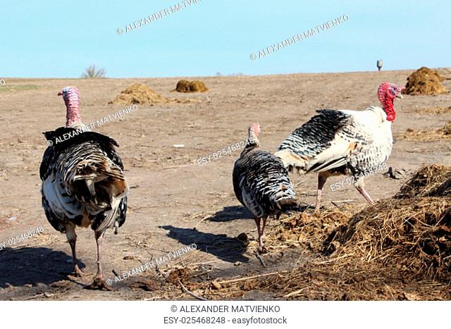 flight of turkey-cocks goes in the village