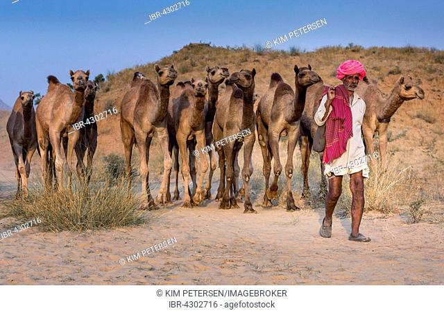 Camel driver on the way to Pushkar Mela with his camels, Pushkar camel market, Rajasthan, India