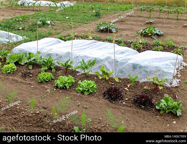vegetable patch in spring; fleece cover as protection against pests, mixed culture at the front: swiss chard (beta vulgaris) with lettuce (lactuca sativa)