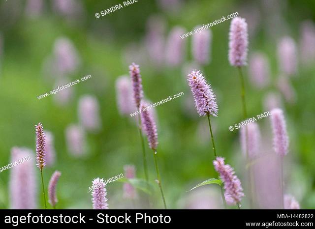 pink flowers of the common bistort (Bistorta officinalis) in the wet meadows of the Tourbière de Lispach near La Bresse, France, Grand Est region, Vosges
