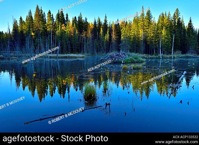 A horizontal image of the beaver pond at the Beaver Boardwalk in Hinton Alberta Canada on a calm blue sky morning