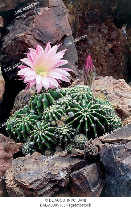 Botany - Cactaceae - Easter lily cactus (Echinopsis multiplex)