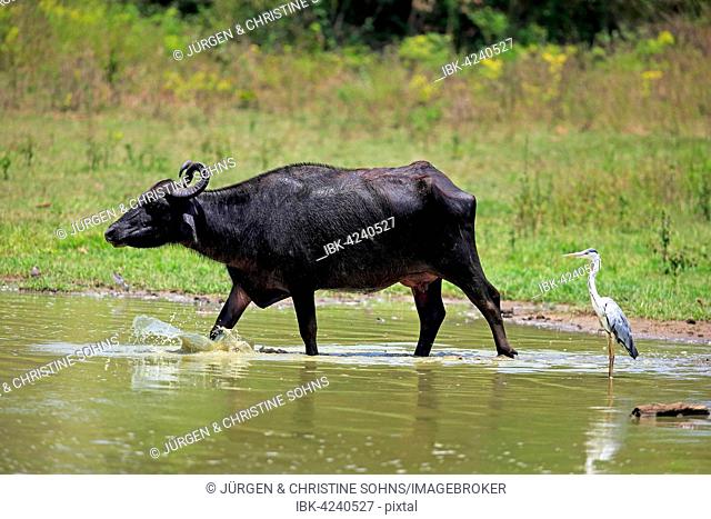 Water buffalo (Bubalis bubalis), adult female, running through water, grey heron (Ardea cinerea), Udawalawe National Park, Sri Lanka