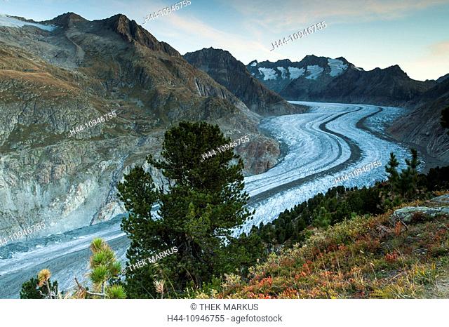 Aletsch glacier, Aletschwald, Alps, stone pine, stone pines, mountain, ice, Europe, mountains, Geisshorn, Glacier, Glacier d'Aletsch, glacier, Gross Wannenhorn