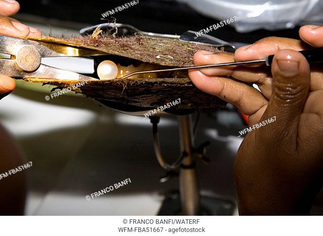 Pearls Farm, Technician puts back the Pearl in the Oyster after Check, Bali, Desa Pemuteran, Singaraja, Indo-Pacific, Indonesia