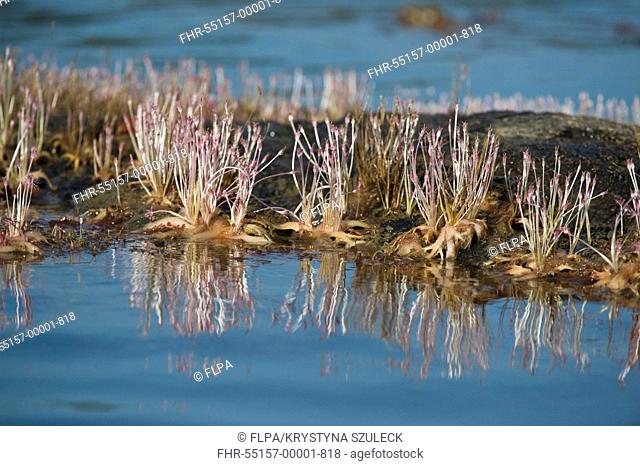Huya Mourera fluviatilis flowering, growing on rocks in river, Essequibo River, Iwokrama Rainforest, Guyana, october