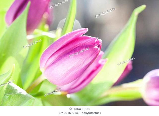 Close up on purple tulips
