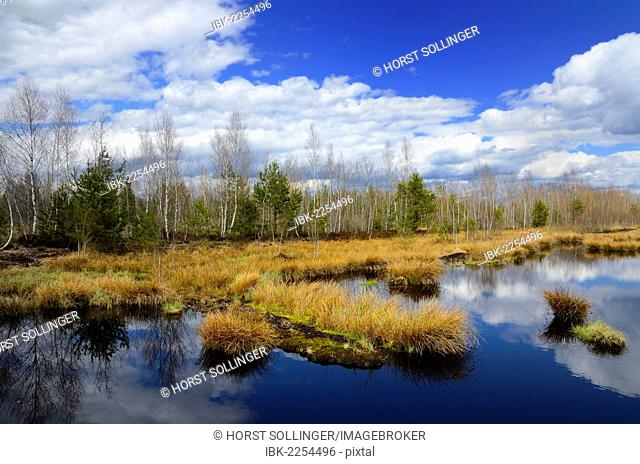 Silted peat bog with birch grove and rushes, Stammbeckenmoor near Raubling, Alpine Uplands, Bavaria, Germany, Europe
