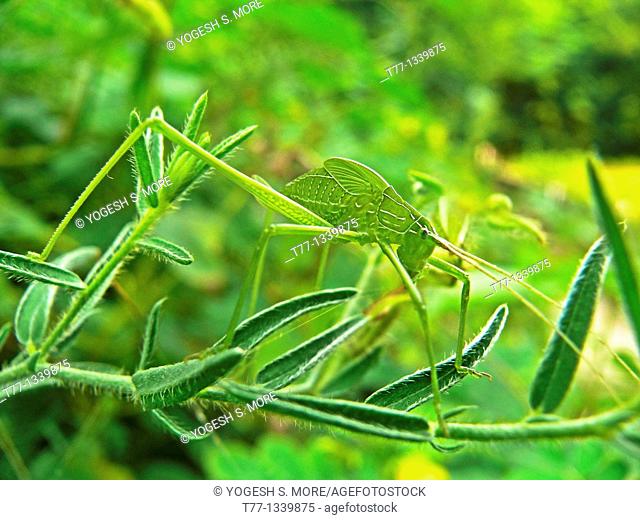 Green Grasshopper, Greater angle-wing katydid, Microcentrum rhombifolium, Kas, Satara, Maharashtra, India