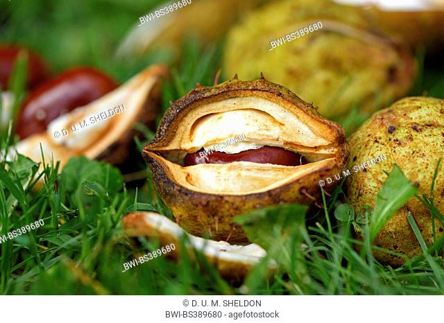 common horse chestnut (Aesculus hippocastanum), fruits in a meadow, Germany, Bavaria