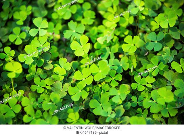 Clover with four leaves in a meadow, four-leaf clover, Cambodia