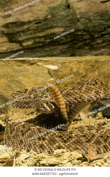 Western Diamondback Rattlesnake (Crotalus atrox) Venomous, SW USA & Texas