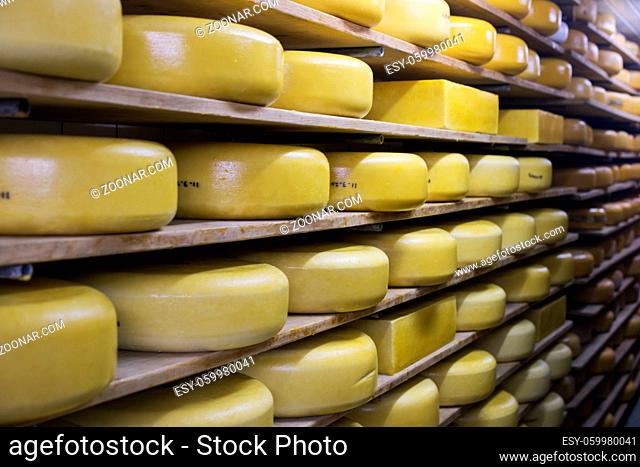 cheese factory in holland with different kinds