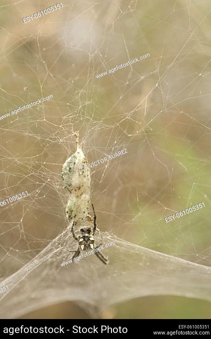 Tropical tent-web spider Cyrtophora citricola with its egg sac. Gran Canaria. Canary Islands. Spain