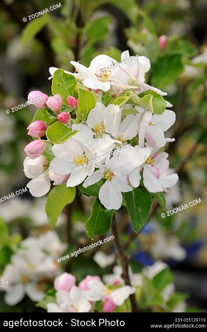 Apfelblüten, Apfelblüte, blüte, blüten, apfelbaum, natur, frühling, frühjahr, april, mai, baum