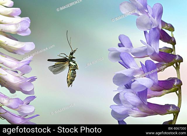 Thick-legged flower beetle (Oedemera nobilis) in flight on the flowers of a tufted vetch (Vicia cracca)