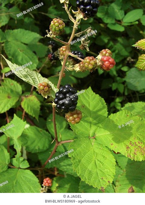 Armenian blackberry Rubus armeniacus, with fruits, Germany, North Rhine-Westphalia