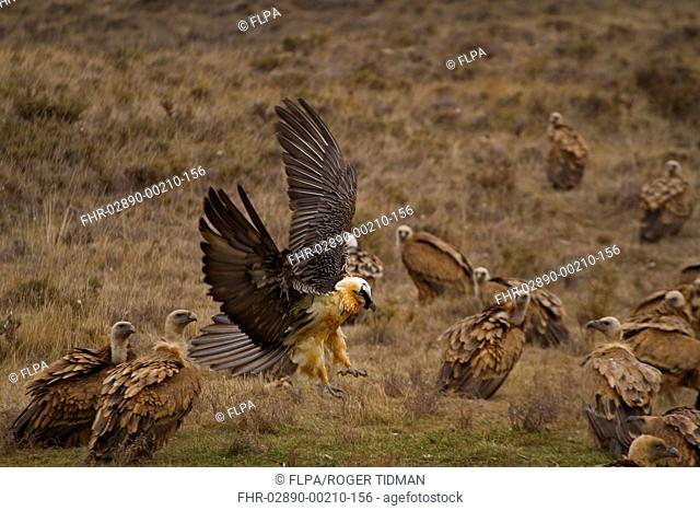 Lammergeier (Gypaetus barbatus) adult, in flight, landing amongst Eurasian Griffon Vulture (Gyps fulvus) flock, Spain, January