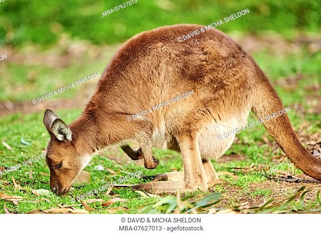 Eastern grey kangaroo (Macropus giganteus) on a field, wildlife, Victoria, Australia