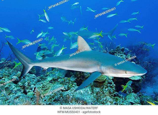 Caribbean Reef Shark, Carcharhinus perezi, West End, Caribbean Sea, Bahamas