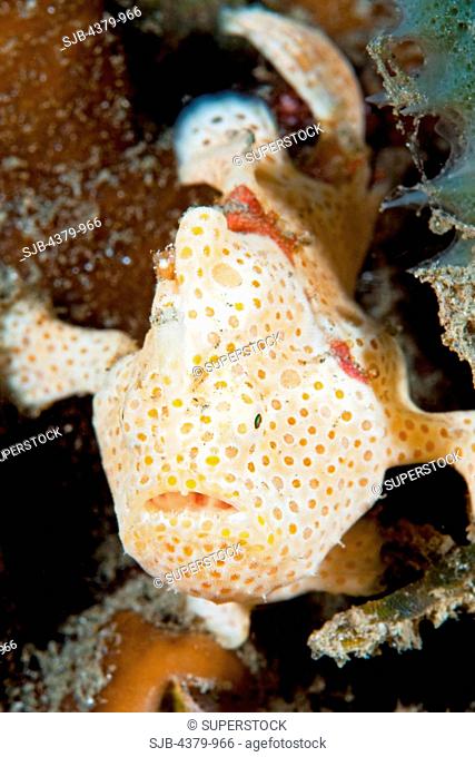 The cream phase of a painted frogfish Antennarius pictus, near Dili, East Timor