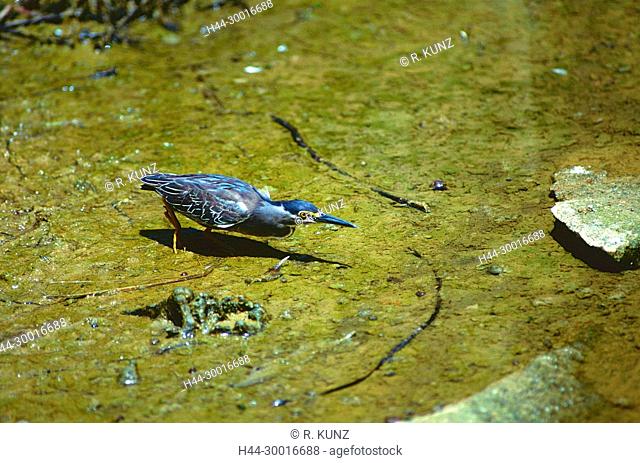 Green-backed Heron, Butorides striatus, Ardeidae, Heron, fishing, bird, animal, Kuala Lumpur, Malaysia