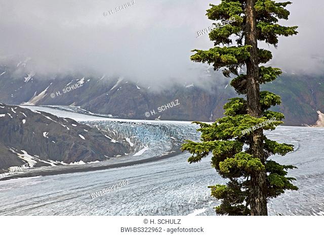 mountain hemlock (Tsuga mertensiana), Salmon-Glacier with Mountain Hemlock, Canada, British Columbia, Tongass National Forest, Misty Fjords National Monument