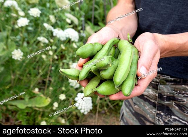 Hands of man holding bunch of homegrown bush beans