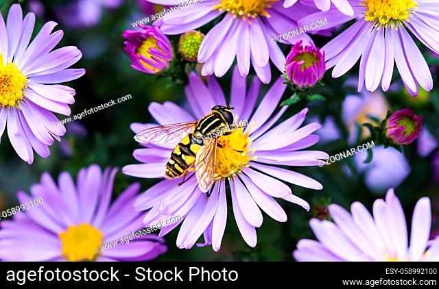 Beautiful blue flowers Sapphire Mist.Aster dumosus with a bee in autumn garden