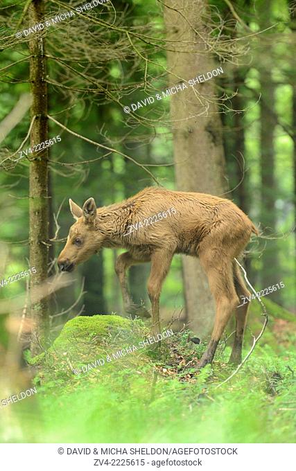Eurasian elk (Alces alces) youngster in a forest in early summer