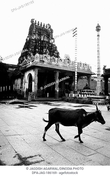 Cow and poles in Kanchipuram temple Tamil Nadu India Asia 1979