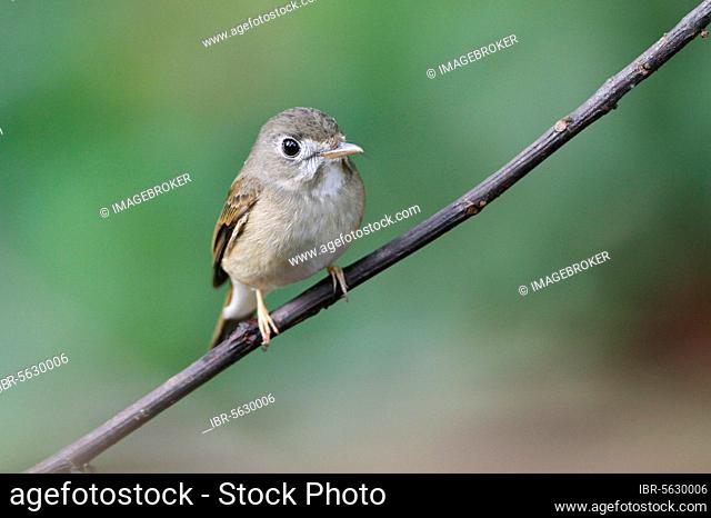 Asian Brown Flycatcher (Muscicapa dauurica) adult, perched on twig in lowland rainforest, Sinharaja Forest Reserve, Sri Lanka, Asia