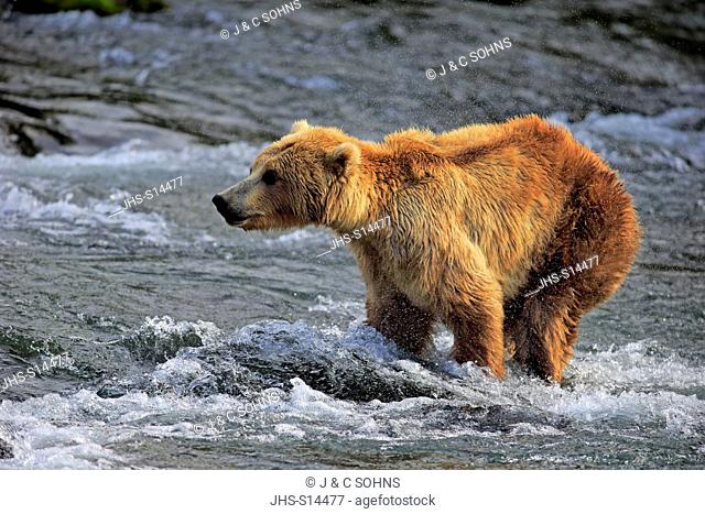 Grizzly Bear, (Ursus arctos horribilis), adult in water searching for food, Brookes River, Katmai Nationalpark, Alaska, USA, North America
