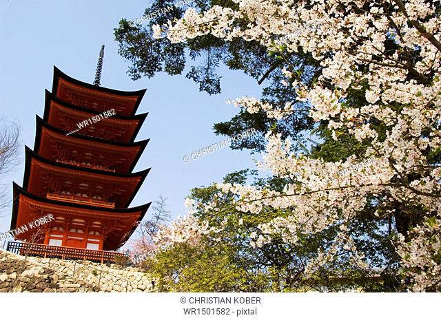 Spring cherry blossom at Senjokaku five storey pagoda, Miyajima island, UNESCO World Heritage Site, Honshu Island, Japan, Asia