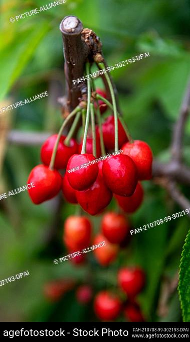 24 June 2021, Saxony-Anhalt, Aseleben: Sweet cherries hang from a tree in a plantation at Obsthof Am Süßen See. Sweet cherries ripen on 318 hectares in the...