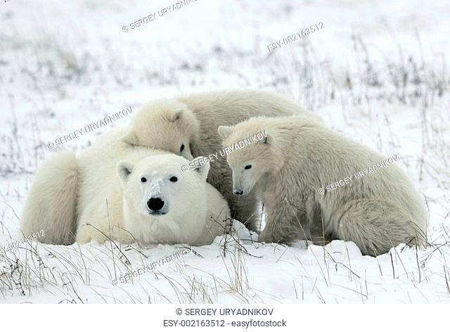 Polar she-bear with cubs