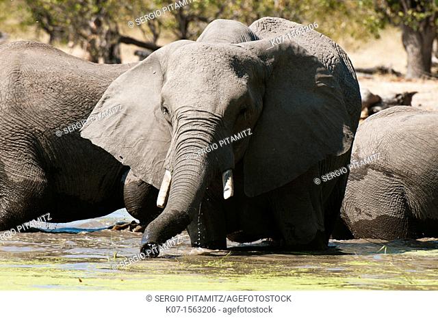 Elephant Loxodonta africana, Savute Channel, Linyanti, Botswana