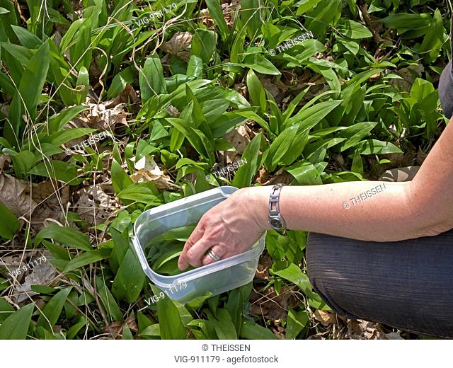 woman picking, collecting ramsons, buckrams, wild garlic, broad-leaved garlic, wood garlic, bear's garlic, Allium ursinum growing wild in the nature