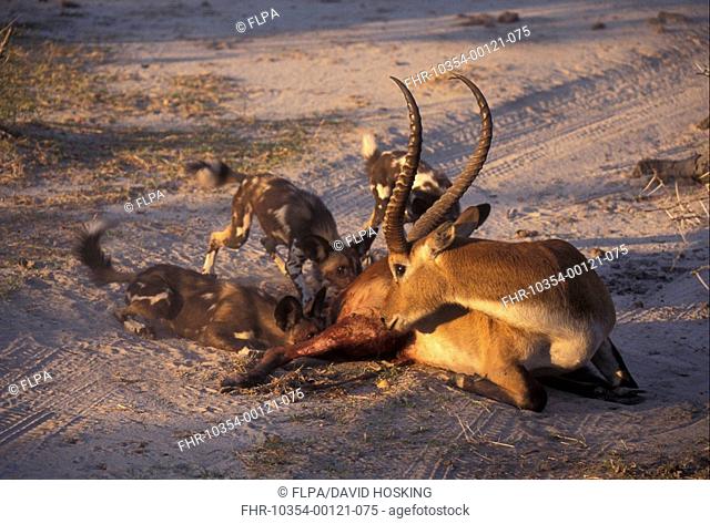 African Wild Dogs Lycaon pictus Adults and young attacking Red Lechwe Kobus leche
