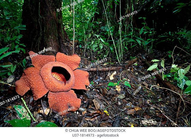 World largest wild flower Rafflesia taken at Gunung Gading National Parks, Lundu, Sarawak, Malaysia