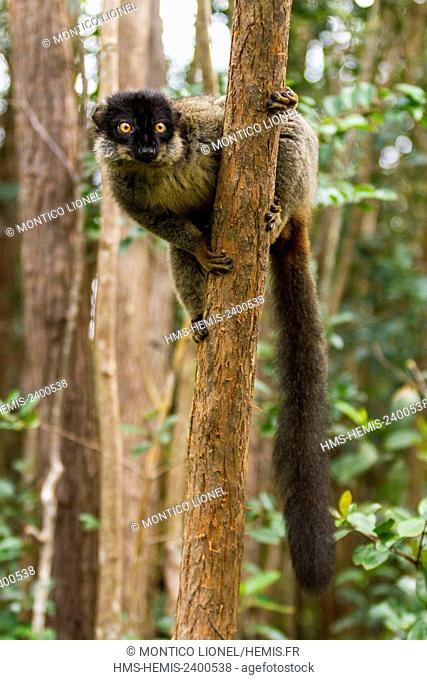 Madagascar, East, Andasibe Mantadia National Park, Eulemur fulvus fulvus lemur (Eulemur fulvus)