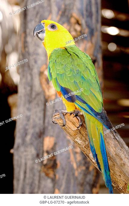 Bird, Jandaia-verdadeira, Vassouras, Maranhão, Brazil