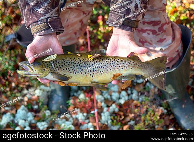 Luxury fishing trophy from autumn lake. Male salmon (brown trout) in breeding coloration on bed of white lichen with yellow leaves