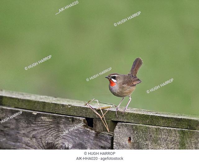 First-winter male Siberian Rubythroat (Luscinia calliope) during autumn migration on the Shetlands islands, Scotland