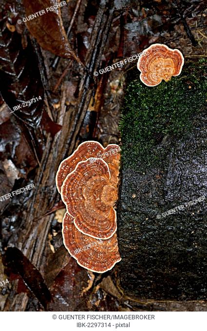Tree mushroom of genus Hymenochaete, Tiputini rain forest, Yasuni National Park, Ecuador, South Ameria