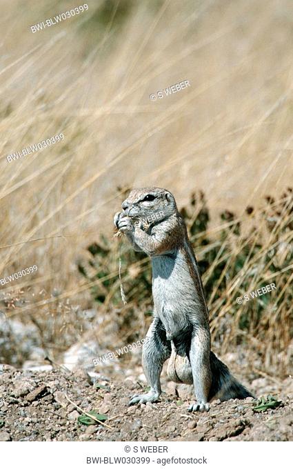 South African ground squirrel, Cape ground squirrel Geosciurus inauris, Xerus inauris, standing on hind legs, feeding, Namibia, Etosha NP