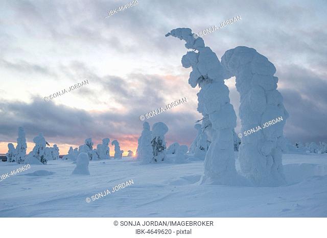 Snow-covered trees, Spruces, fjeld in winter, Riisitunturi National Park, Posio, Lapland, Scandinavia, Finland
