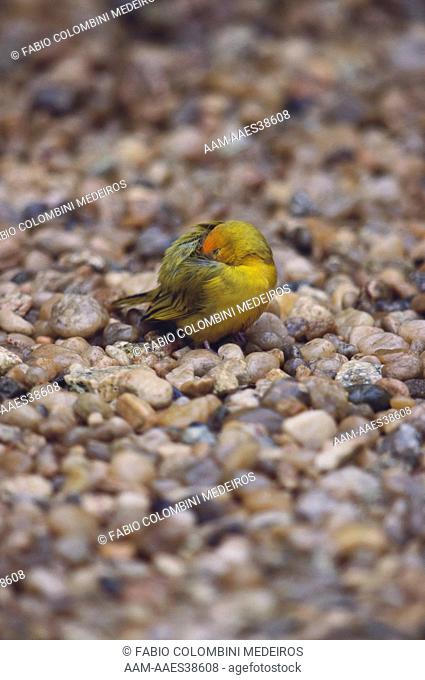Saffron Finch sleeping (Sicalis flaveola), Brazil