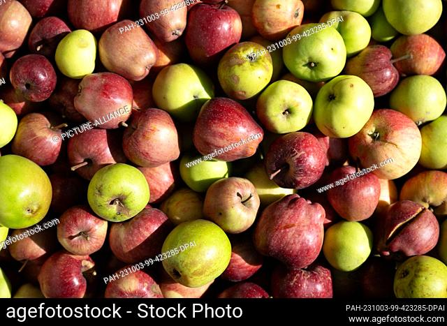 21 September 2023, Saxony, Possendorf: Apples lie in a basket on the farm of the organic wine press Sonntag. (to ""Cideries focus on individual offers"") Photo:...